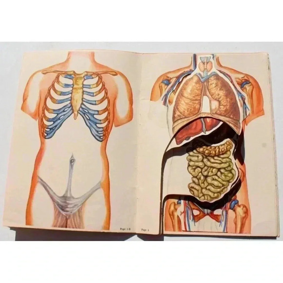 Vtg 1942 The Humanscope of the Anatomy Human Body w/ Illustrations of Organs - Picture 3 of 6